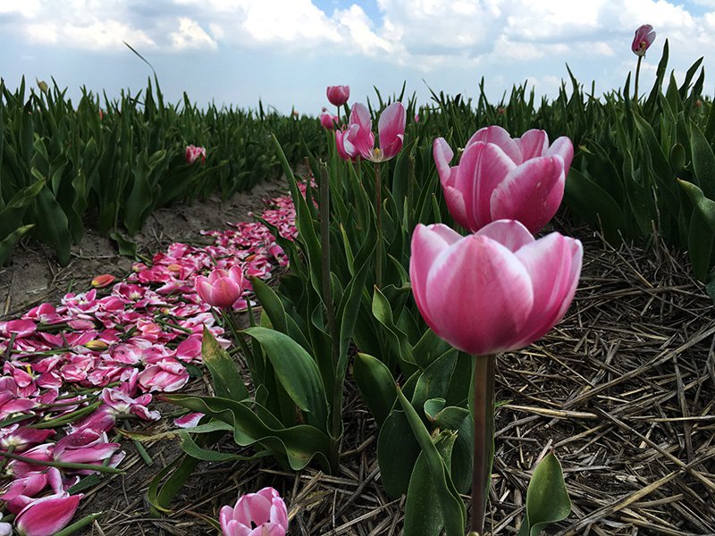 Keukenhof e Kinderdijk mostram uma Holanda de contos de&nbsp;fadas
